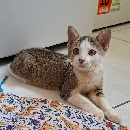Adopter BOURDON