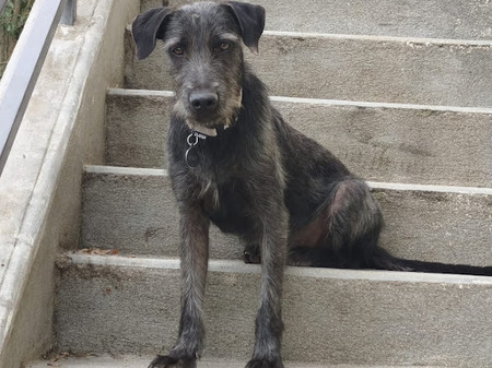 Adopter Drake