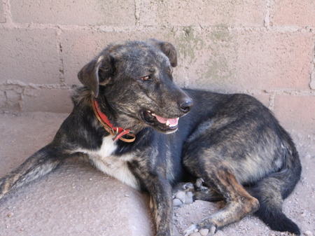 Adopter Amoroso