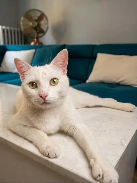 Adopter Flocon