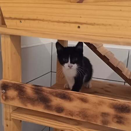 Adopter Météore