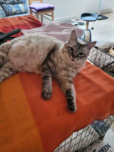 Adopter Milouche