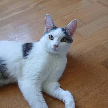 Adopter Jean