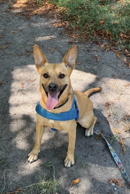 Adopter KORA, chien a adopter!