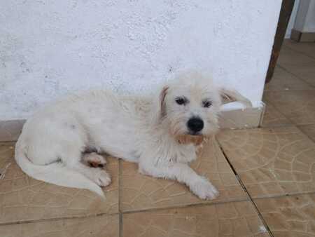 Adopter Prunelle
