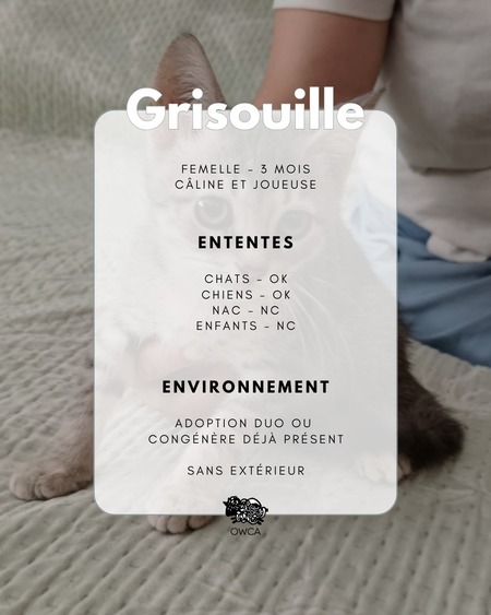 Adopter Grisouille