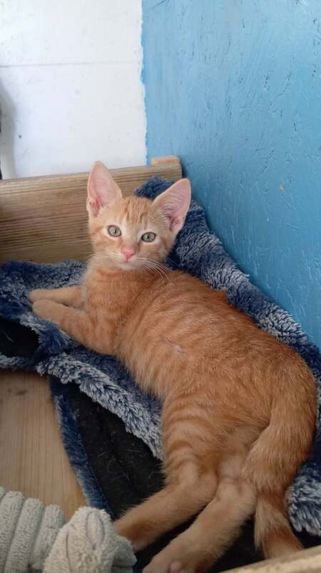 Adopter Bisou