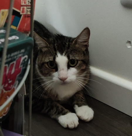 Adopter Zorro