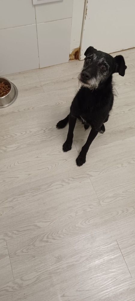 Adopter Bongo