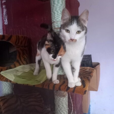 Adopter Finn