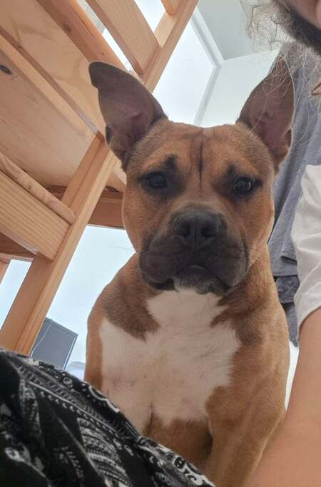 Adopter Oden