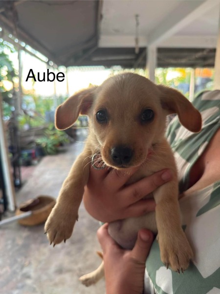 Adopter Aube