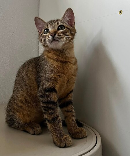 Adopter BENJI