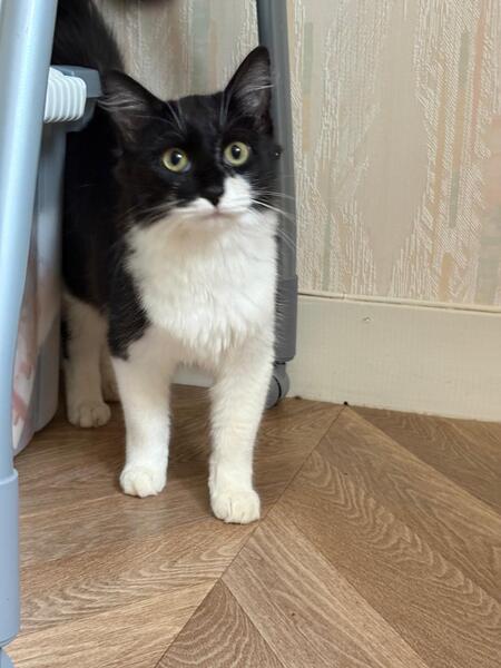 Adopter Batwoman 