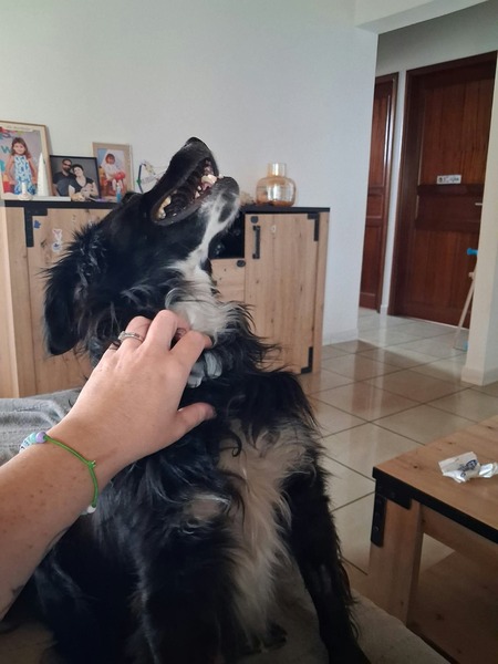 Adopter Ziggy