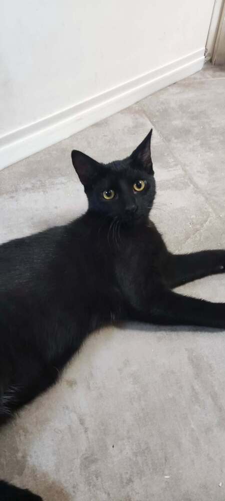 Adopter Blizzard