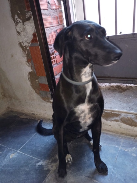 Adopter Yeni