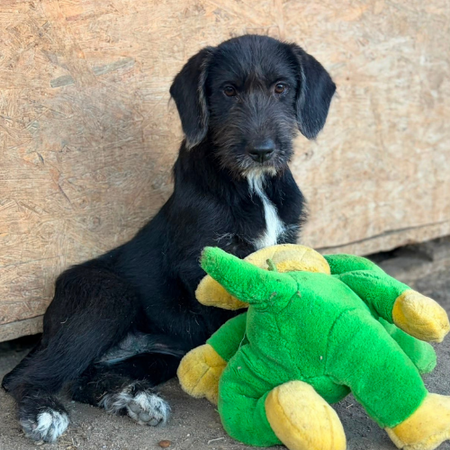 Adopter OHANA