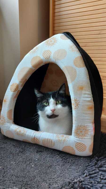 Adopter Myko