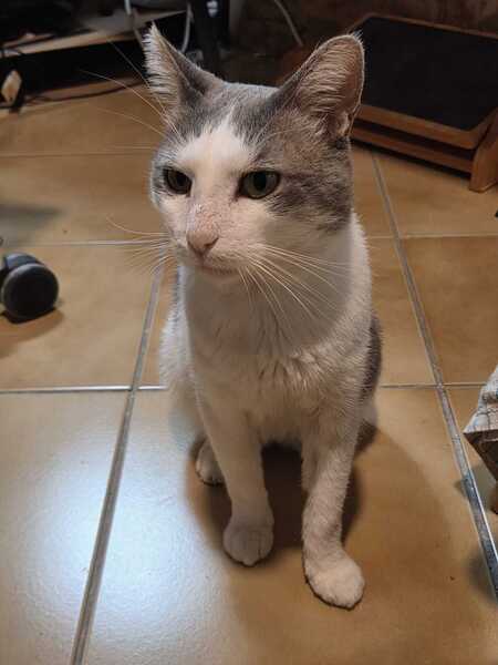 Adopter Kinder