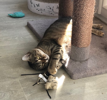 Adopter Cocotte