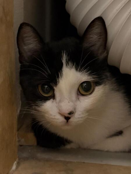 Adopter Naya