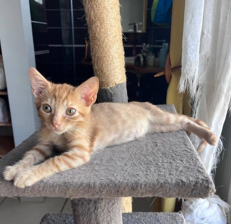 Adopter Simba 