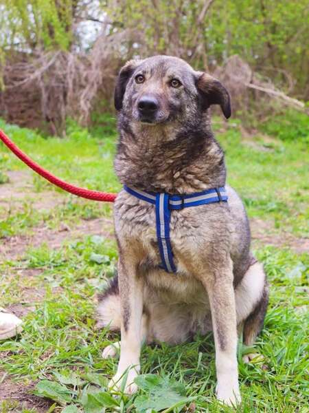 Adopter Marmishka