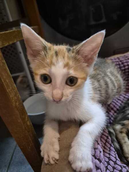 Adopter Jessie