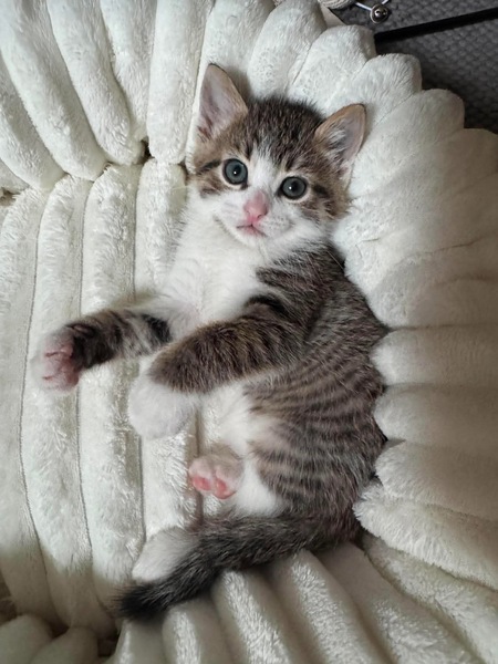 Adopter Spellman et Sabrina 