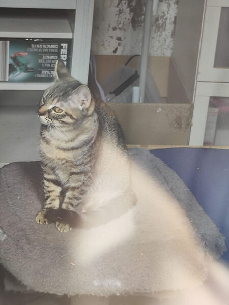 Adopter Alba