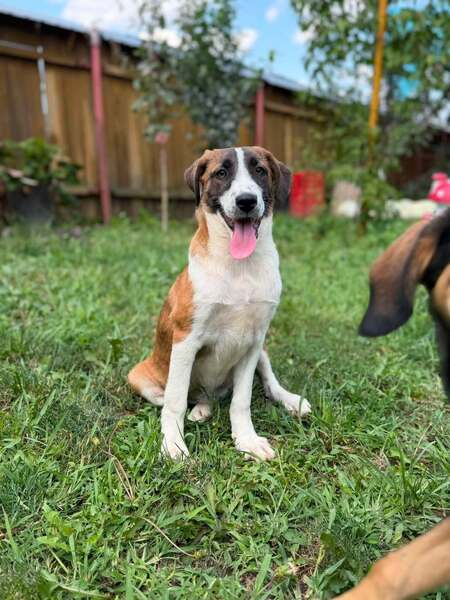 Adopter CALENDULA