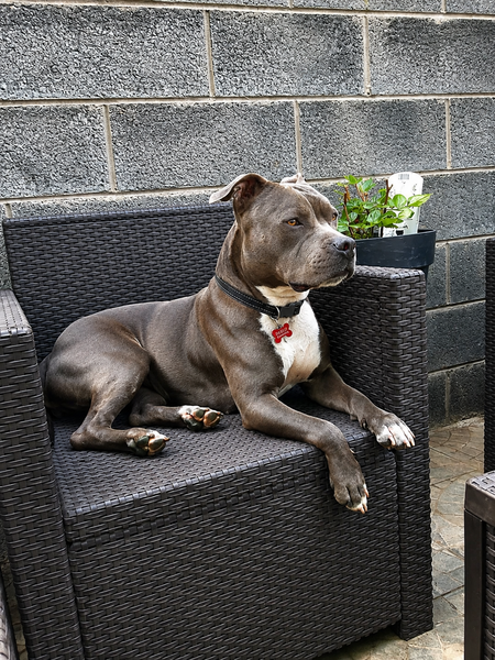 Adopter Ruby