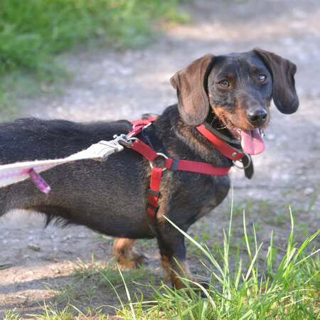 Adopter Thalie