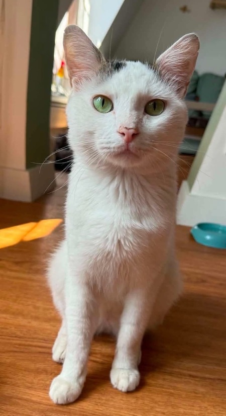Adopter CARRIGTON
