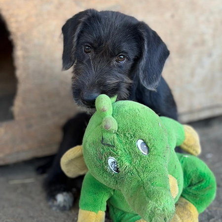 Adopter OHANA