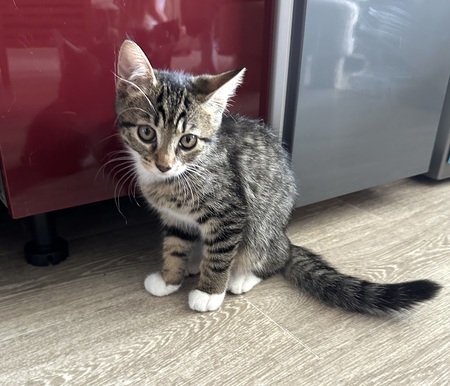 Adopter Buffy