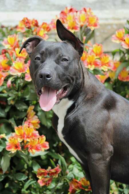 Adopter Daffy
