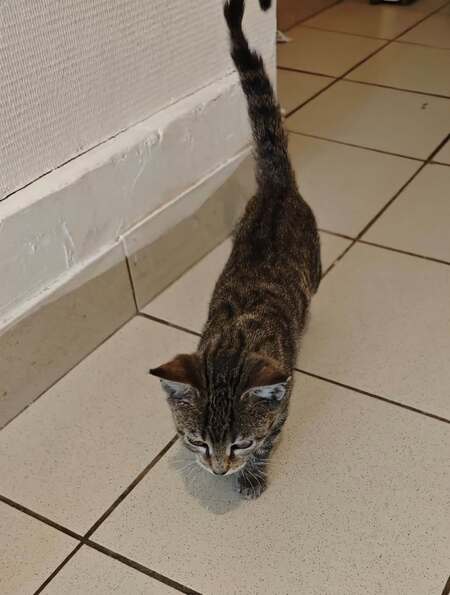 Adopter Framboise