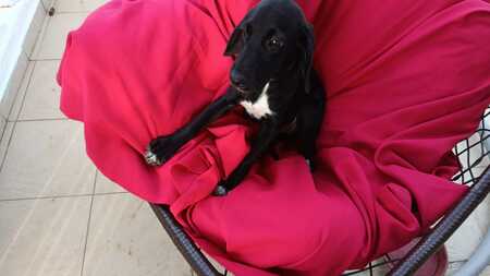 Adopter Molly