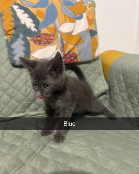 Adopter Blue