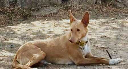 Adopter BERTO