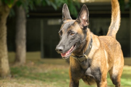 Adopter Farah