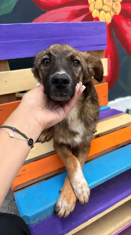 Adopter Bianca