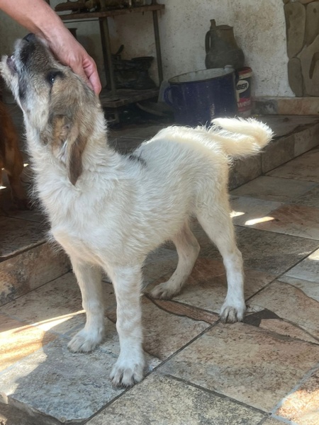 Adopter Sanry