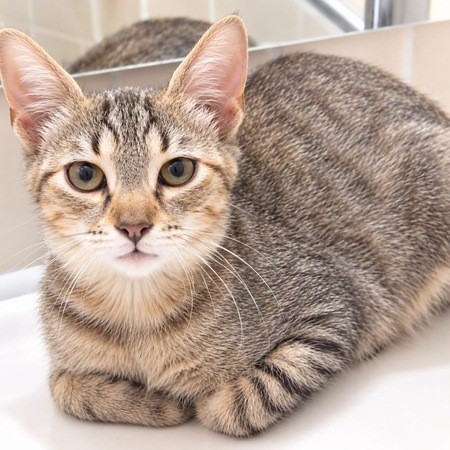Adopter Fleurette