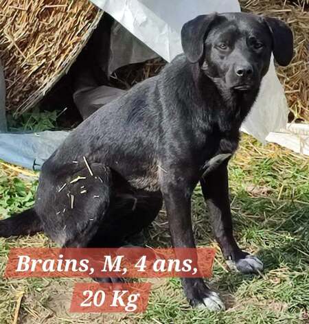 Adopter BRAINS