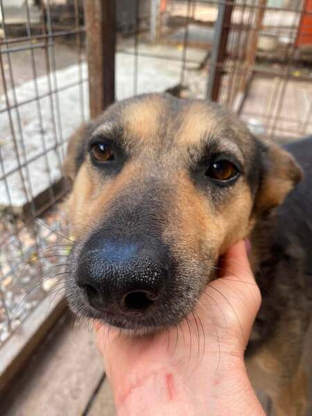 Adopter Masha