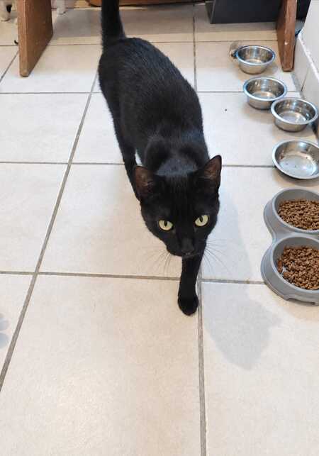 Adopter Anies