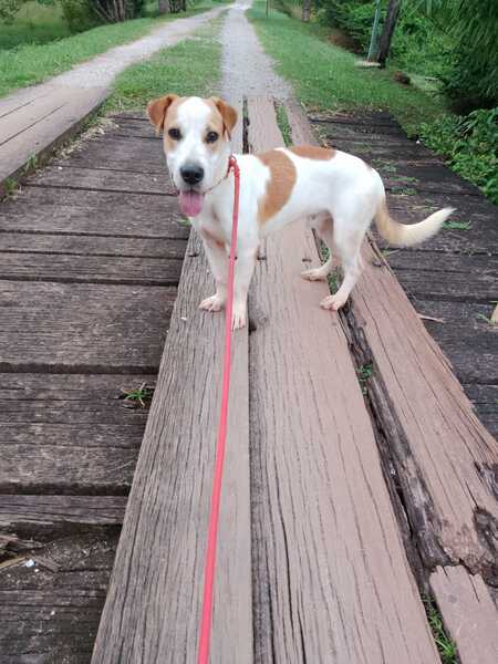 Adopter Giron